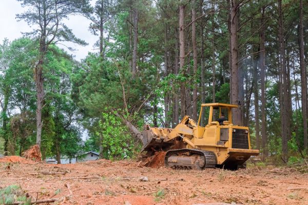 Cost of Forestry Clearing in Elk Grove
