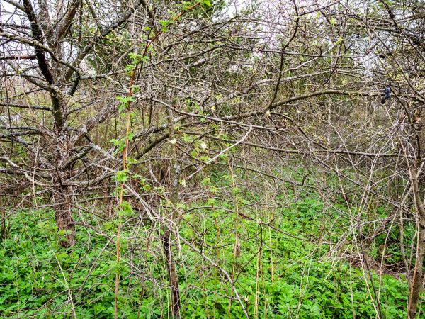 Underbrush Clearing in Elk Grove