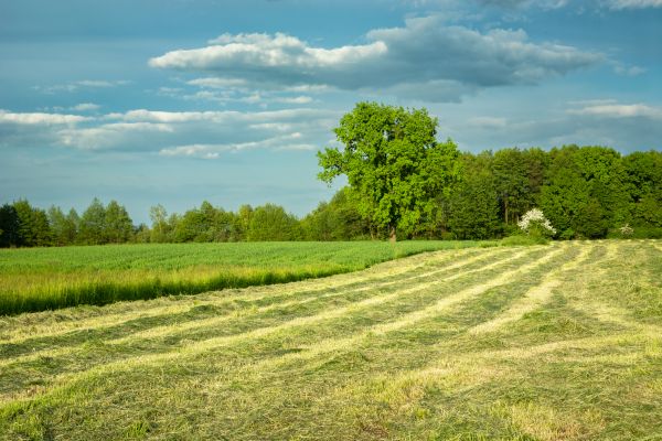 Cost of Vegetation Removal in Elk Grove