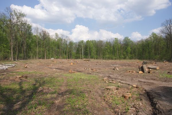 Cost of Pasture Clearing in Elk Grove