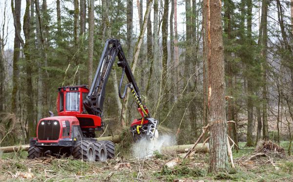 Cost of Forest Clearance Service in Elk Grove