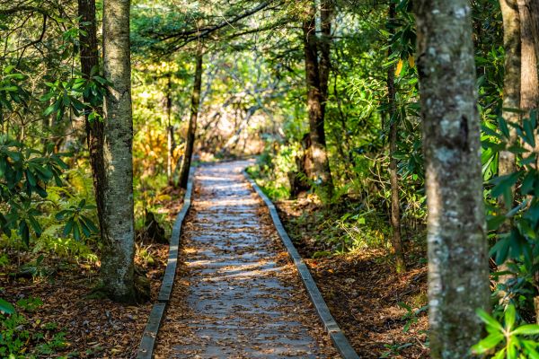 Cost of Trail Clearing in Elk Grove