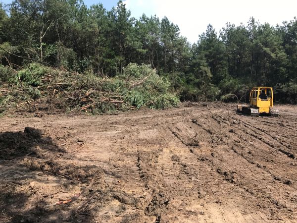 Cost of Thicket Clearing in Elk Grove